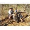 Image 4 : AfriHunt Eland for 2 in Namibia
