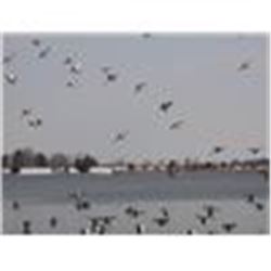 Chesapeake Goose/Duck for 4 on MD's Eastern Shore