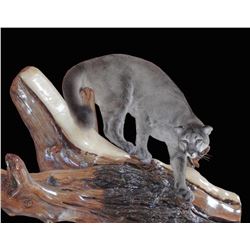 Smiths Taxidermy Lifesize