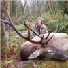Image 2 : Upfront Outfitters Roosevelt Elk in Washington State