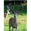 Image 2 : Mountain Run Ranch Deer Hunt in Pennsylvania
