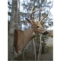 Misty Mountain Taxidermy for Whitetail Shoulder Wall