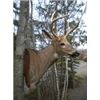 Image 1 : Misty Mountain Taxidermy for Whitetail Shoulder Wall