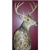 Image 2 : Misty Mountain Taxidermy for Whitetail Shoulder Wall