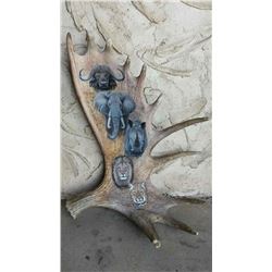 Dan Christ Gallery Moose Antler of Big 5