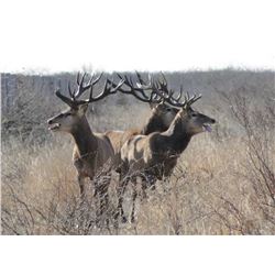 7 Day Argentinian Hunt with Quebrachal Ranch: Goat, Ram and Multihorn for 2 Hunters Each