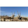 Image 2 : 7 Day Argentinian Hunt with Quebrachal Ranch: Goat, Ram and Multihorn for 2 Hunters Each