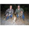 Image 2 : Okeechobee Outfitters Florida Wild Boar Hunt for 1