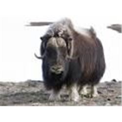 Point Blank Hunts Greenland Musk Ox for 1