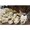 Image 2 : COLLECTION OF 6 BEAVER SKULLS, COYOTE, GOAT AND RACOON SKULLS, AND 2 PIECES OF UNKNOWN BONE,