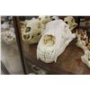 Image 2 : COLLECTION OF 5 SKULLS INC. POLAR BEARS AND BLACK BEARS