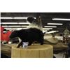 Image 1 : TAXIDERMY SKUNK, 18'' LONG