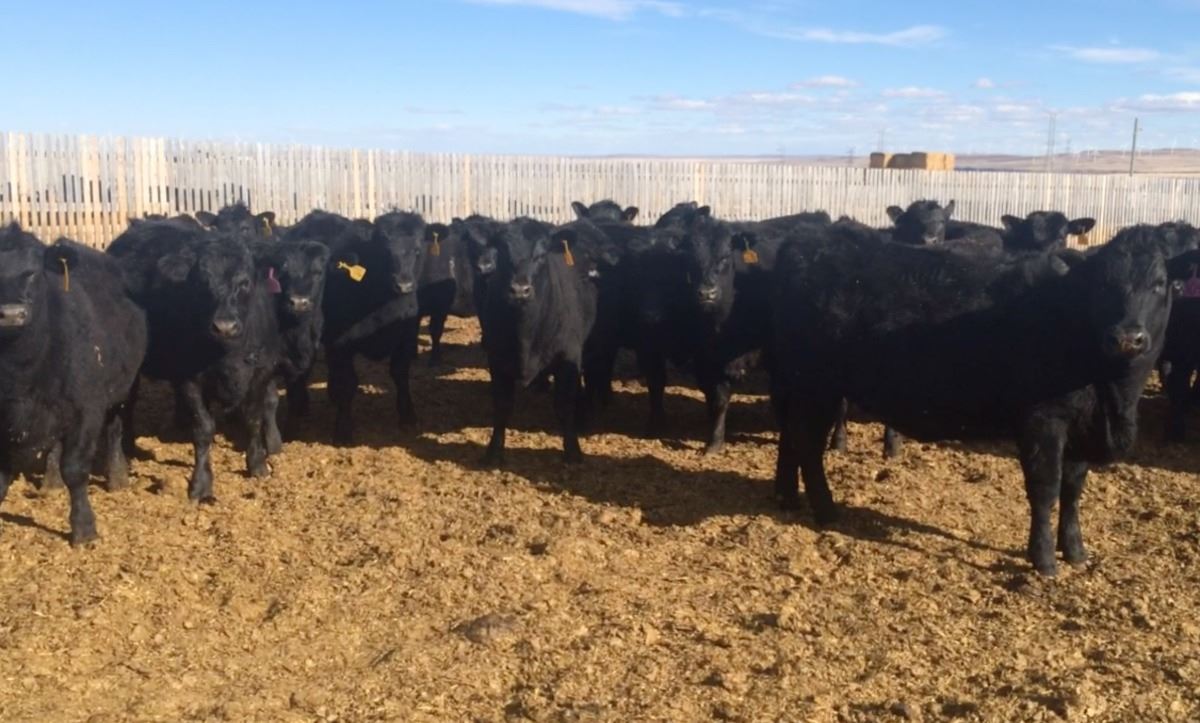 Stauffer Ranches, Pincher Creek, Ab. +/ 160 Head Heifers