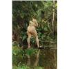 Image 1 : ANDERS ZORN 1860-1920 Översvämning - naken, ANDERS ZORN 1860-1920 Översvämning - naken flicka i...