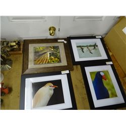 Framed Bird Photos - 5 Times the Money