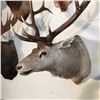 Image 2 : ROCKY MOUNTAIN ELK WALL MOUNT, 42'' WIDE X 44'' TALL X 43'' DEEP