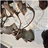 Image 2 : ARCTIC REINDEER WALL MOUNT. 36'' W X 53'' HORN TIP TO NOSE, 40'' DEEP OFF WALL