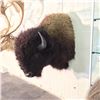 Image 2 : NORTH AMERICAN PLAINS BISON WALL MOUNT, 45'' LONG X 45'' H