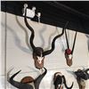 Image 2 : AFRICAN GREATER KUDU (TRAGELAPHUS STREPSICEROS), SKULL AND HORN SET, 42'' W X 48'' H