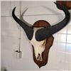 Image 2 : AFRICAN CAPE BUFFALO, SKULL AND HORN MOUNT, 30'' W, X 35'' DEEP