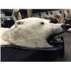 Image 2 : MASSIVE POLAR BEAR (URSUS MARITIMUS) RUG, 9' LONG X 8' 4'' WIDE