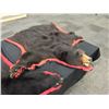 Image 1 : NORTH AMERICAN BLACK BEAR FULL BODY RUG, 6'' L X 5' 10'' W