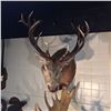 Image 2 : NEW ZEALAND RED STAG HEAD AND HORN WALL MOUNT, 38'' TIP TO TIP