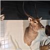 Image 2 : WATERBUCK (KOBUS ELLIPSIPRYMNUS) WALL MOUNT, SOUTH EAST AFRICA, 34'' WIDE, 28'' HORN TIP TO NOSE