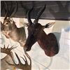 Image 2 : CENTRAL AFRICAN TOPI ANTELOPE (DAMALISCUS KORRIGUM), 28'' TIP TO NOSE, 31'' DEEP OFF WALL