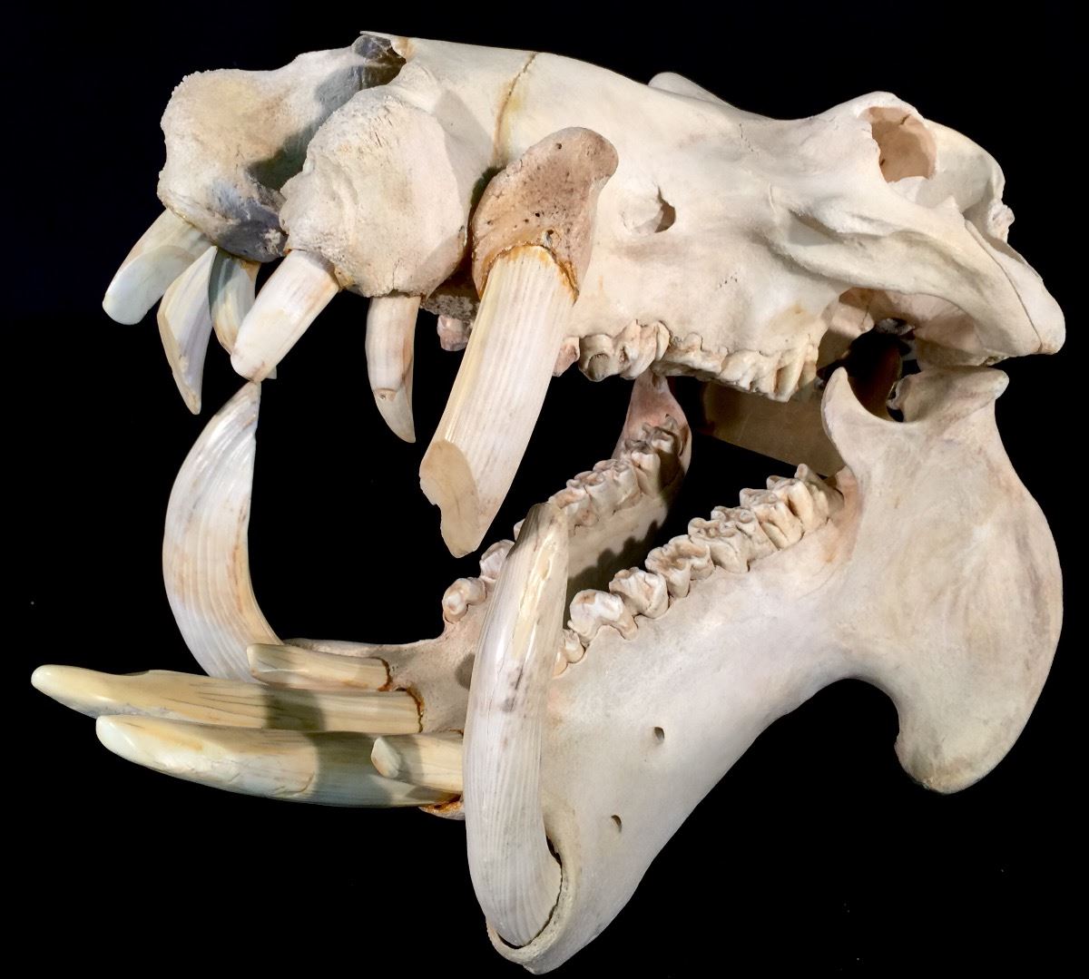 Download African Hippopotamus Hippopotamus Amphibus Skull And Teeth 30 X 21 Desktop Wallpaper Free Wallpaper African Hippopotamus Hippopotamus Amphibus Skull And Teeth 30 X 21 For iPhone Free
