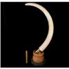 Image 2 : ELEPHANT IVORY TUSK ON CUSTOM GRANITE/OAK BASE, TUSK LENGTH APPROX. 60" LONG**NOT EXPORTABLE**