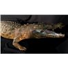 Image 2 : AFRICAN CROCODILE (CROCODYLUS NILOTICUS) FULL BODY MOUNT, 10' 7'' LONG