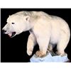 Image 2 : ARCTIC POLAR BEAR (URSUS MARITIMUS) FULL BODY MOUNT, 76'' L X 66'' H