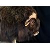 Image 2 : ARCTIC MUSKOX (OVIBUS MOSCHATUS) FULL BODY MOUNT, 80'' L X 64'' H