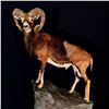 Image 2 : ASIA MINOR MOUNTAIN MOUFLON FULL BODY HILL TOP MOUNT, 48'' W X 71'' H