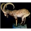 Image 2 : HIMALAYAN IBEX FULL BODY HILLTOP MOUNT, 66'' TALL