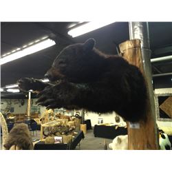 DRAMATIC HEAD AND FRONT LEG BLACK BEAR (URSUS AMERICANUS) WALL MOUNT, 37'' DEEP OFF WALL