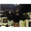 Image 2 : DRAMATIC HEAD AND FRONT LEG BLACK BEAR (URSUS AMERICANUS) WALL MOUNT, 37'' DEEP OFF WALL