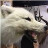 Image 2 : WHITE NORTH AMERICAN TIMBER WOLF (CANIS LUPUS OCCIDENTALIS) HEAD MOUNT, 18'' LONG