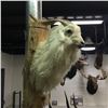 Image 1 : FERRAL GOAT (CAPRA AEGARUS HIRCUS) HEAD MOUNT, 20'' DEEP OFF WALL