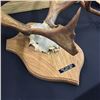 Image 2 : ARCTIC CARIBOU (RANGIFER TARANDUS GROENLANDICUS) HEAD AND HORN WALL MOUNT, 34'' W X 38'' L