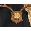 Image 2 : NORTH AMERICAN MULE DEER (ODOCOILEUS HEMIONUS) HORN MOUNT, 24'' W X 23'' TIP TO BASE OF PLAQUE