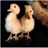 Image 2 : MARTEN WINTER PHASE FULL BODY MOUNT ON WOOD DISPLAY WITH PAIR OF MALLARD DUCKLINGS