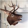 Image 2 : ROCKY MOUNTAIN ELK HEAD AND HORN WALL MOUTN, 48'' DEEP OFF WALL