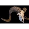 Image 2 : MASSIVE FULL CURL RUSSIAN MOUNTAIN SHEEP HORNS AND SKULL, 40'' W POINT TO POINT, 41'' CURL