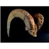 Image 2 : 3/4 CURL ROCKY MOUNTAIN BIG HORN SHEEP HORNS, 30'' CURL, PINNED AND PAPERED