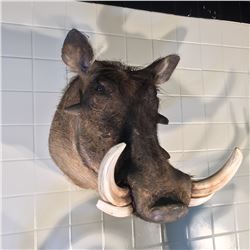 AFRICAN WARTHOG (PHACOCHOERUS AETHIOPICUS) HEAD MOUNT, 20'' TALL