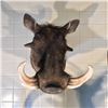 Image 2 : AFRICAN WARTHOG (PHACOCHOERUS AETHIOPICUS) HEAD MOUNT, 20'' TALL