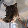 Image 3 : AFRICAN WARTHOG (PHACOCHOERUS AETHIOPICUS) HEAD MOUNT, 20'' TALL