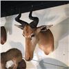Image 2 : LICHTENSTEIN HARTEBEEST (ALCELAPHUS BUSELAPHUS) HEAD MOUNT, CENTRAL PLAINS AFRICA, 29'' L